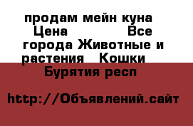 продам мейн куна › Цена ­ 15 000 - Все города Животные и растения » Кошки   . Бурятия респ.